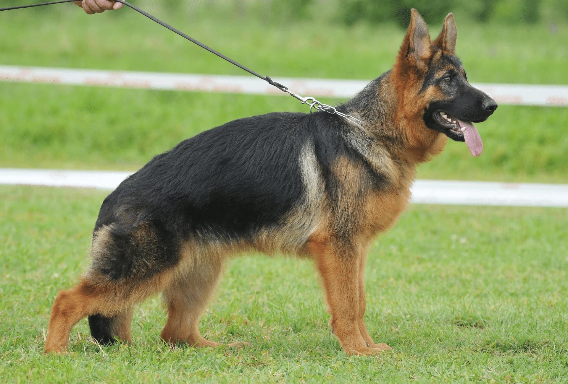 What Is A Good Hip Score For A German Shepherd