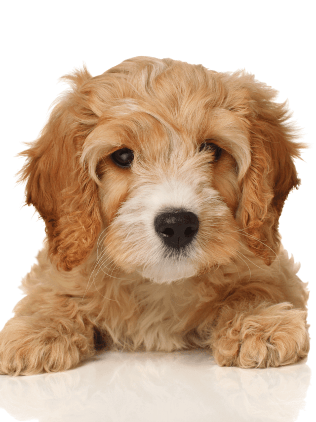 Cavapoo Facts You Should Know PawLeaks