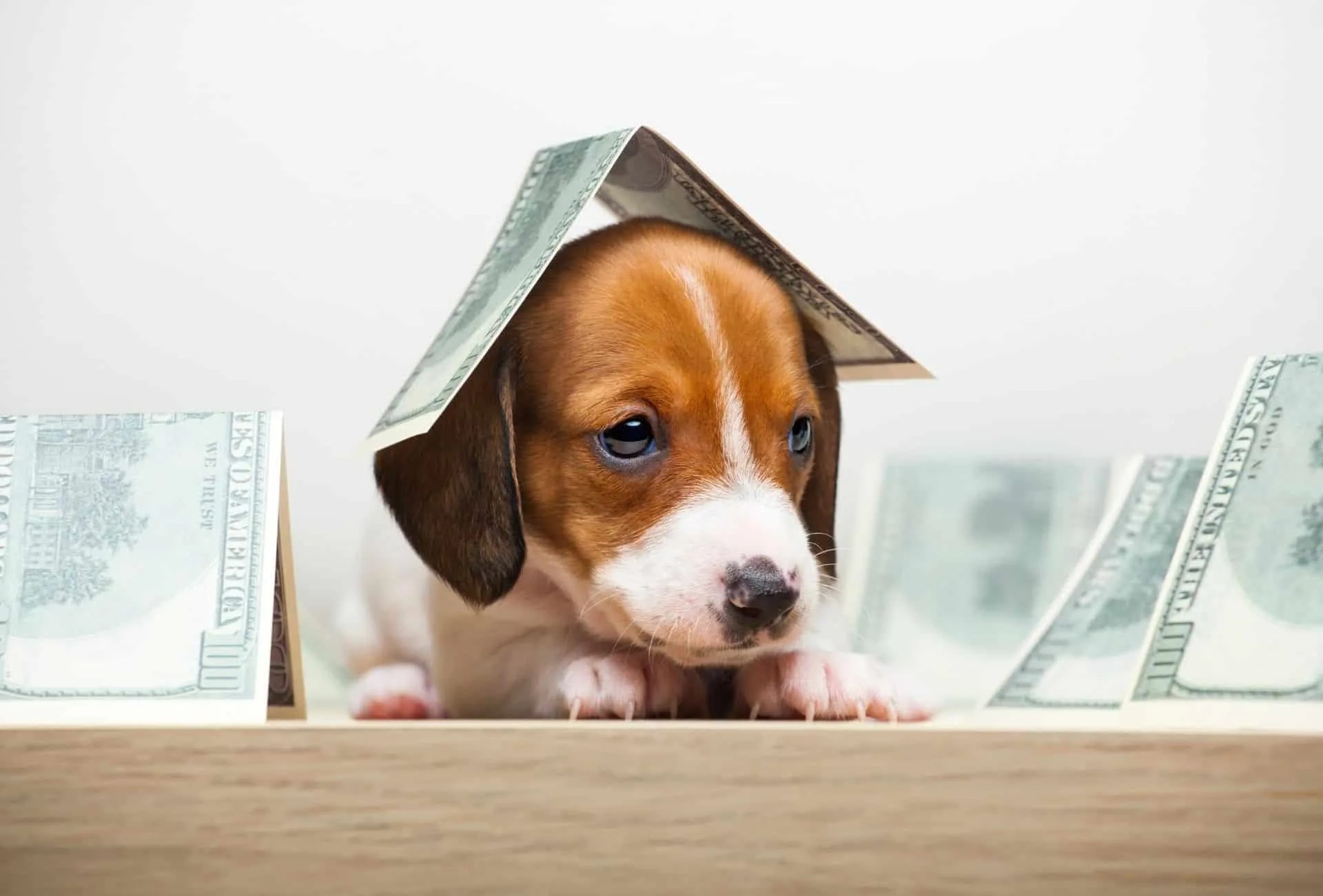 How Much Do Dog Breeders Make? [SURPRISING Real Salary] PawLeaks