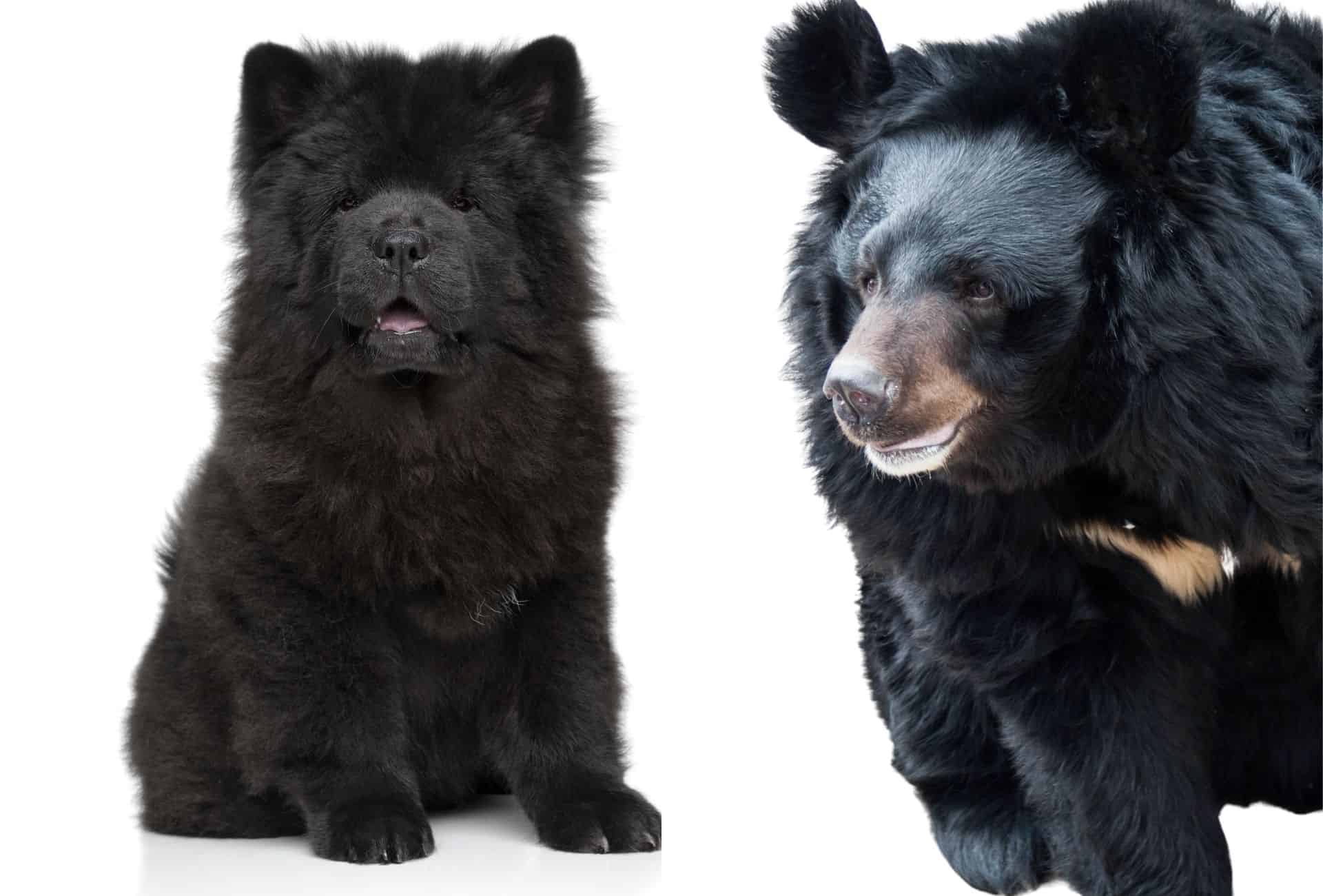 What Are Those Dogs That Look Like Bears