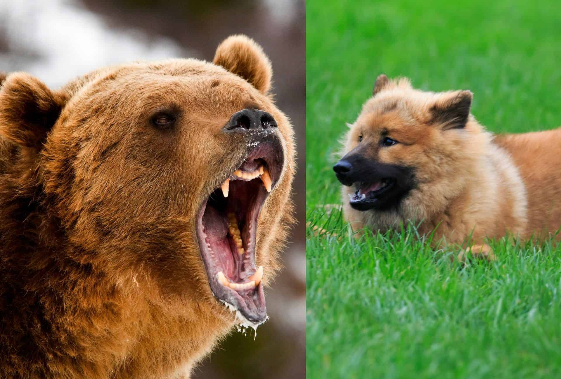 Incredible Dogs That Look Like Bears 14 Lookalikes! PawLeaks