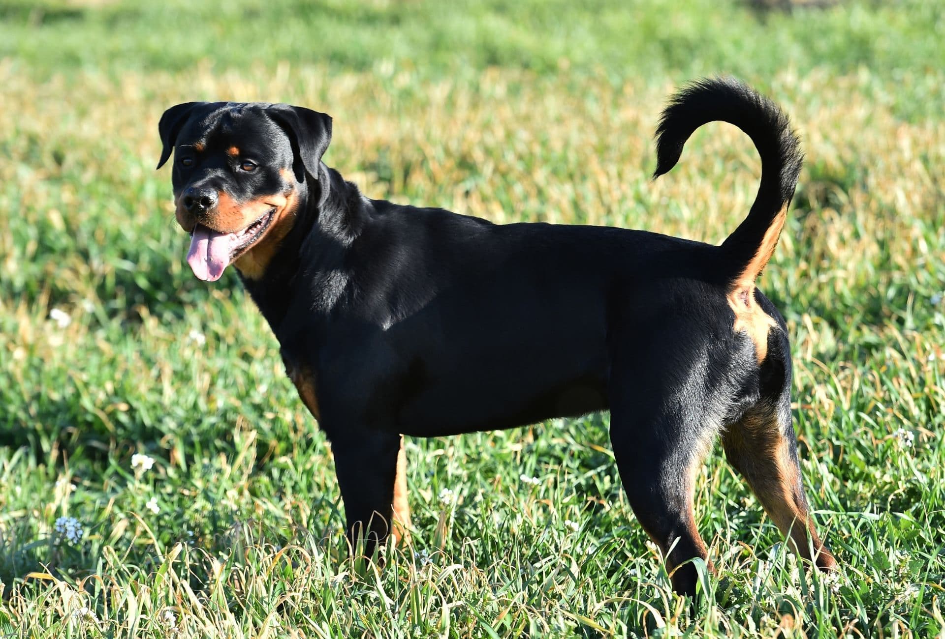 Rottweiler Tail Docked or Curled? Experts Say This! PawLeaks