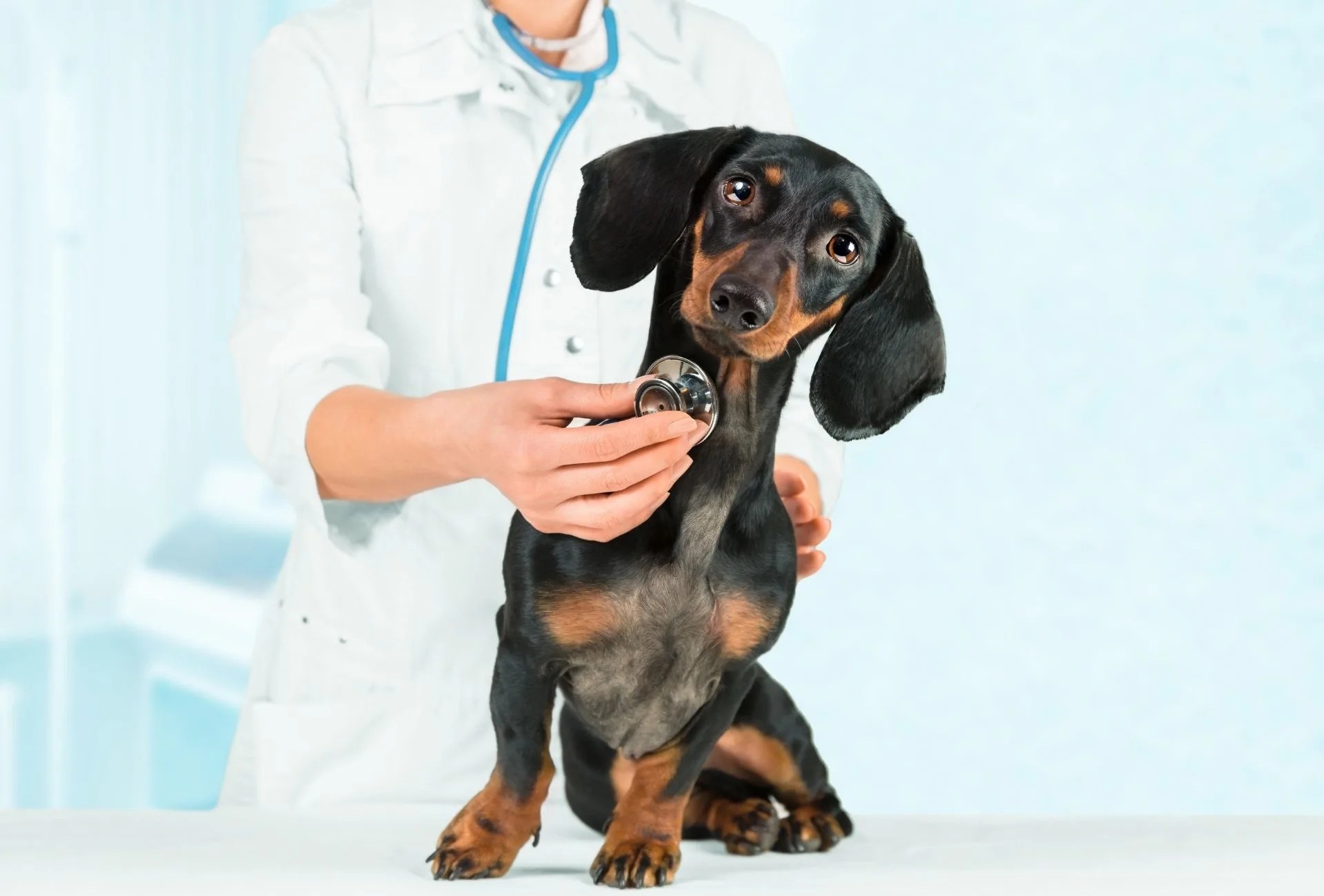 Pyometra Surgery Cost, Survival Rate & Side Effects | Pawleaks