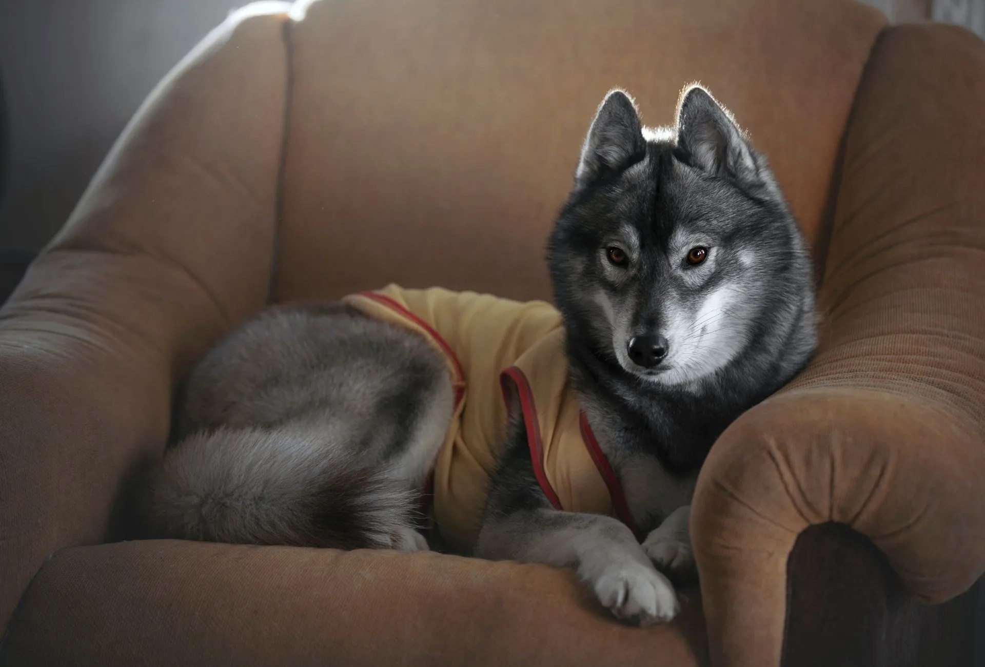 All Husky Colors Explained from Red to Agouti PawLeaks