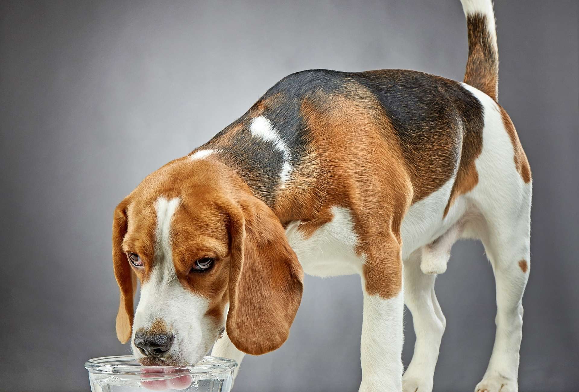 Do Dogs Drink A Lot Of Water Before They Die? PawLeaks