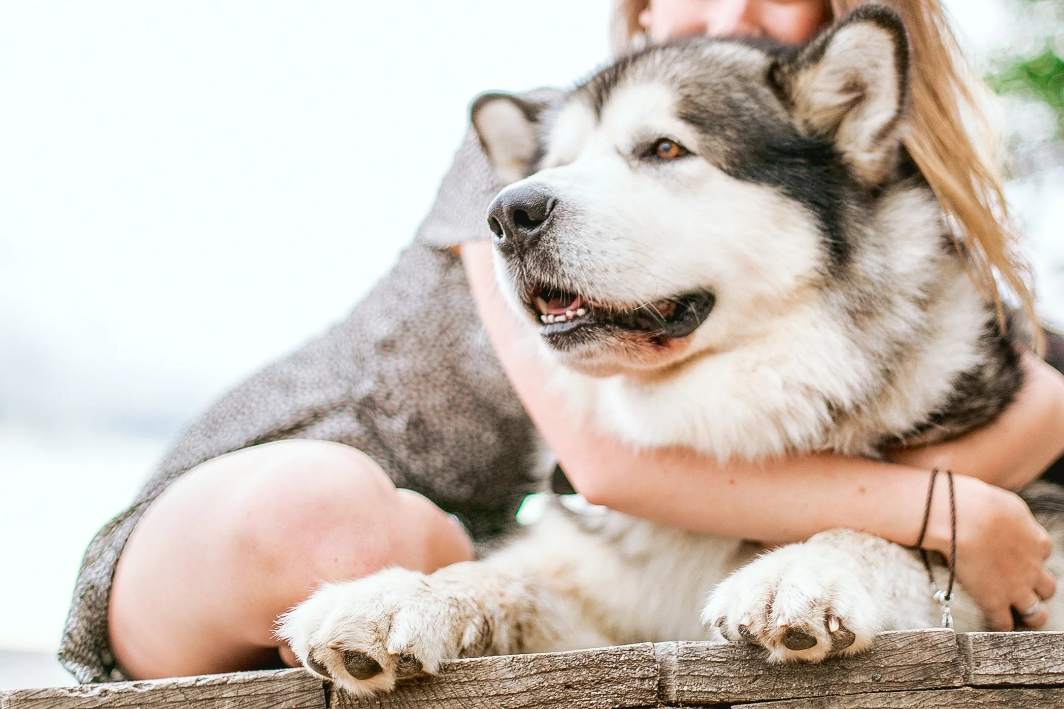 To shave or not to shave… dogs with a double coat Pawlife