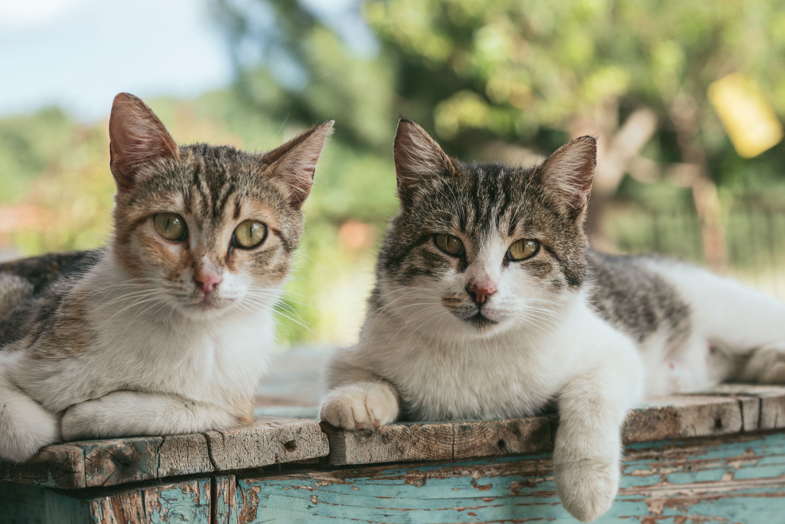 A Breakthrough in Noninvasive Sterilization for Cats! Muttrics