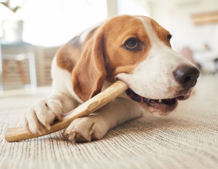 Reasons Why Dogs Chew On Wood And How To Stop It