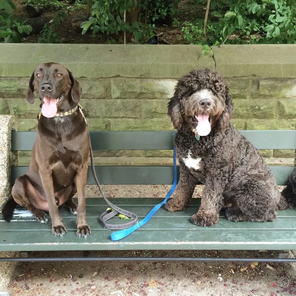 How Much Breed Affects Your Dog? What Do You Need To know? Pawmos Dog