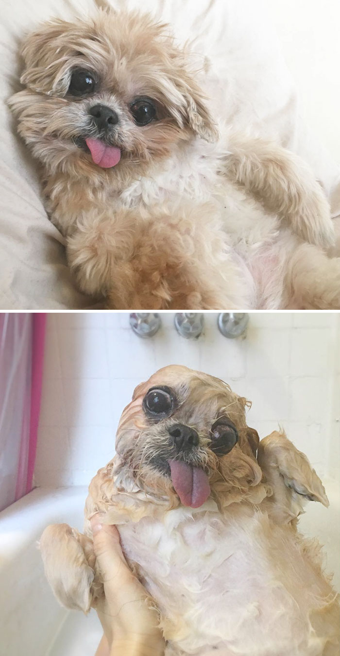 25 Dog Pictures Before And After A Bath