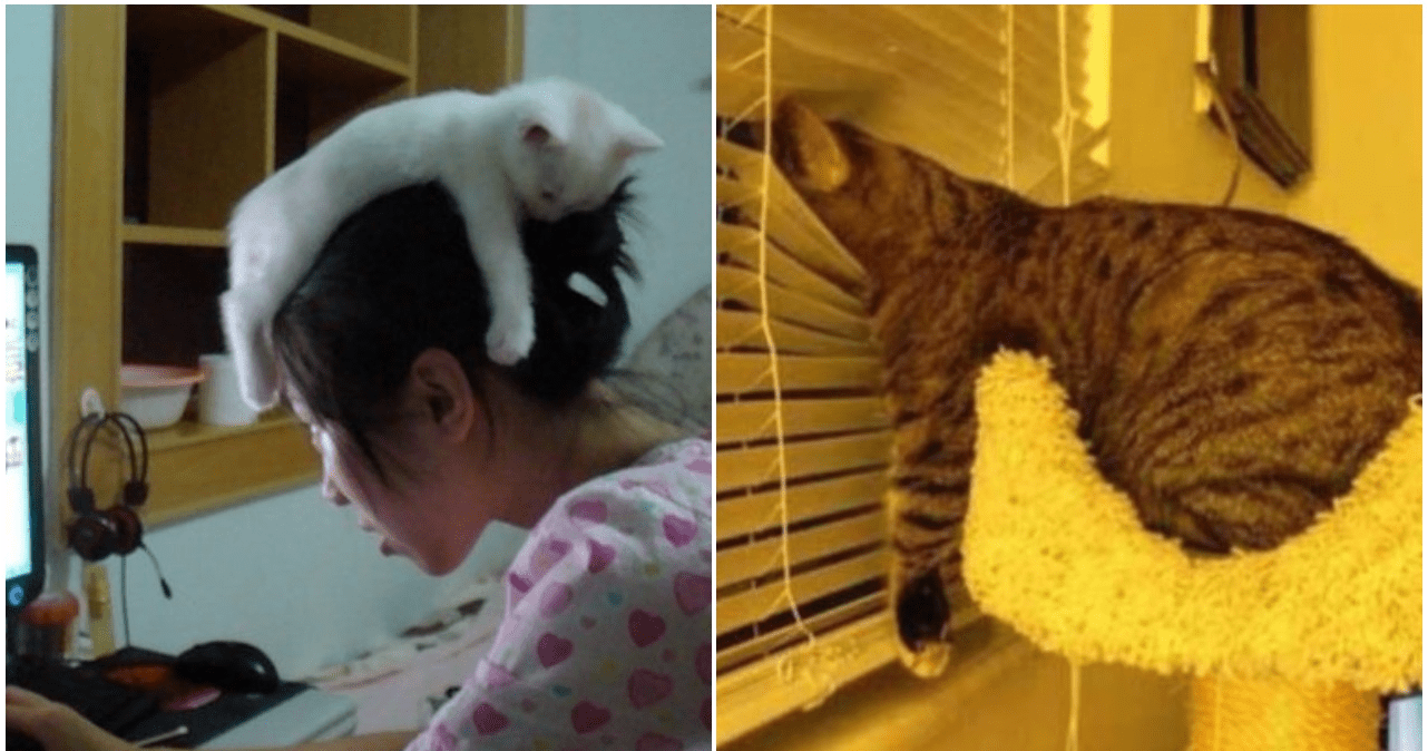 30 Pics That Prove Cats Can Sleep Practically Anywhere.