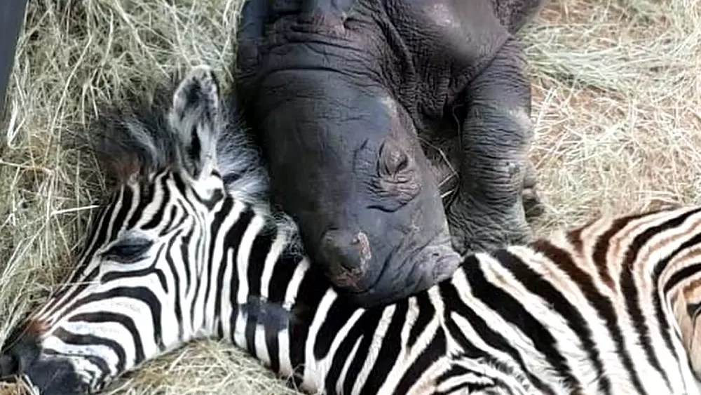Orphaned Baby Zebra And Rhinoceros Calf Recovered Each Other And Can
