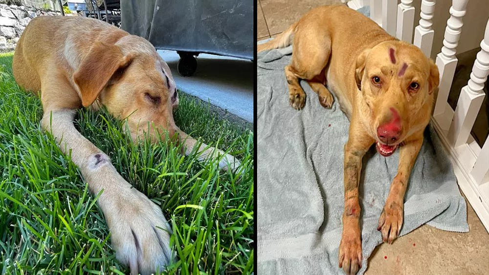 Heroic Labrador Retriever Fights Mountain Lion To Rescue Two Children