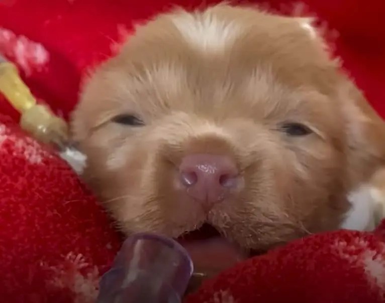 Puppy With Pneumonia Needs To Live Her First Weeks All Alone In An