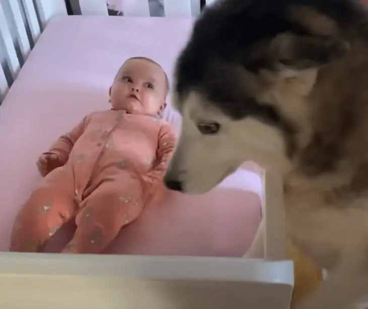 Baby Refuses To Sleep In Her New Crib Without Her Husky
