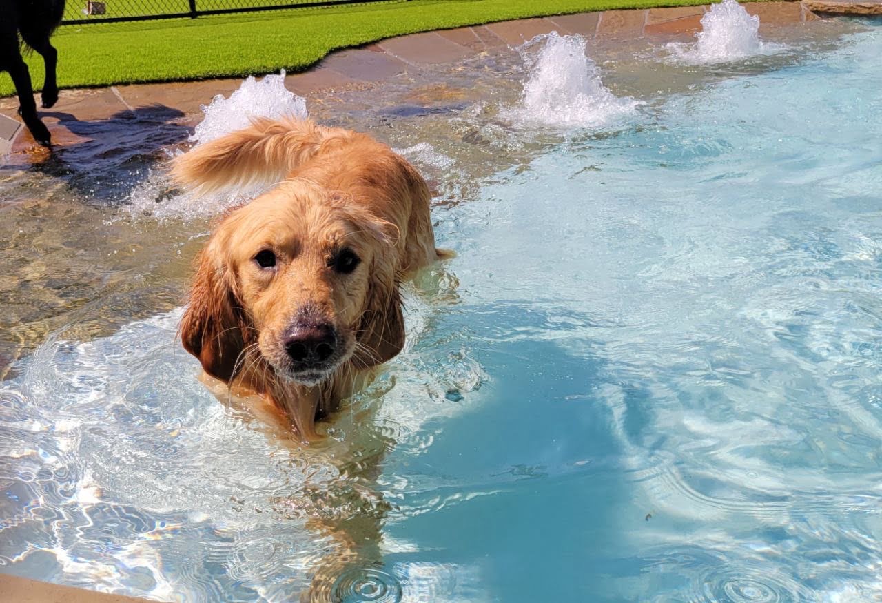 Swimming Pool Paw Oasis Pet Resort