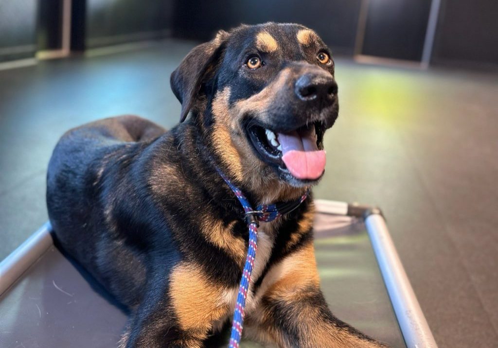 Pets Daycare, Boarding, Grooming, Training Paw Oasis Pet Resort