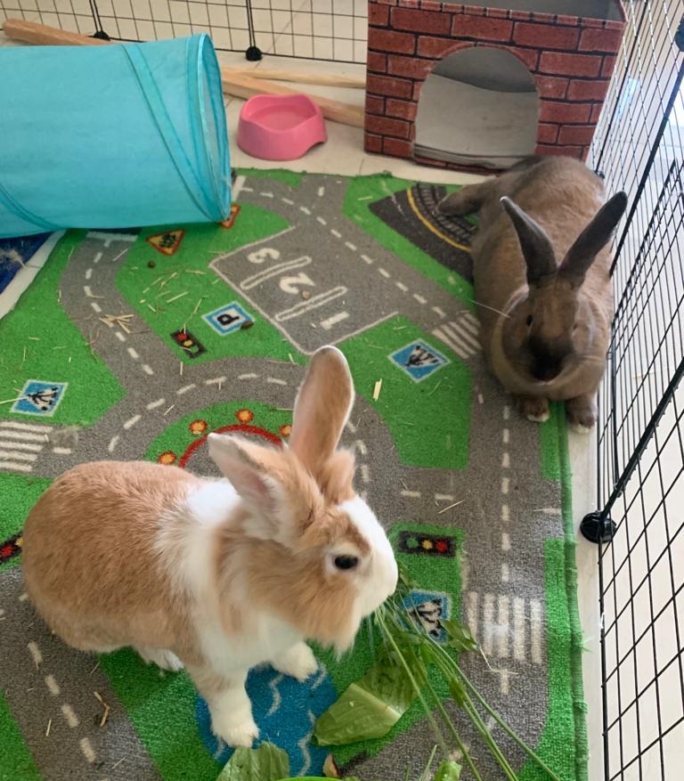 Beginner’s Guide to Pet Rabbit Care Feeding, Housing and Enrichment