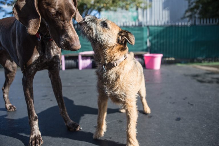 DAYCARE, BOARDING & PET SITTING Paw Partners Unleashed