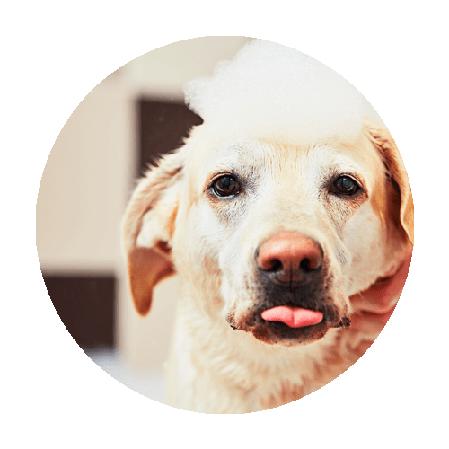 Dog Wash & Dry Paw Paw's Self Serve Dog Wash & Boutique