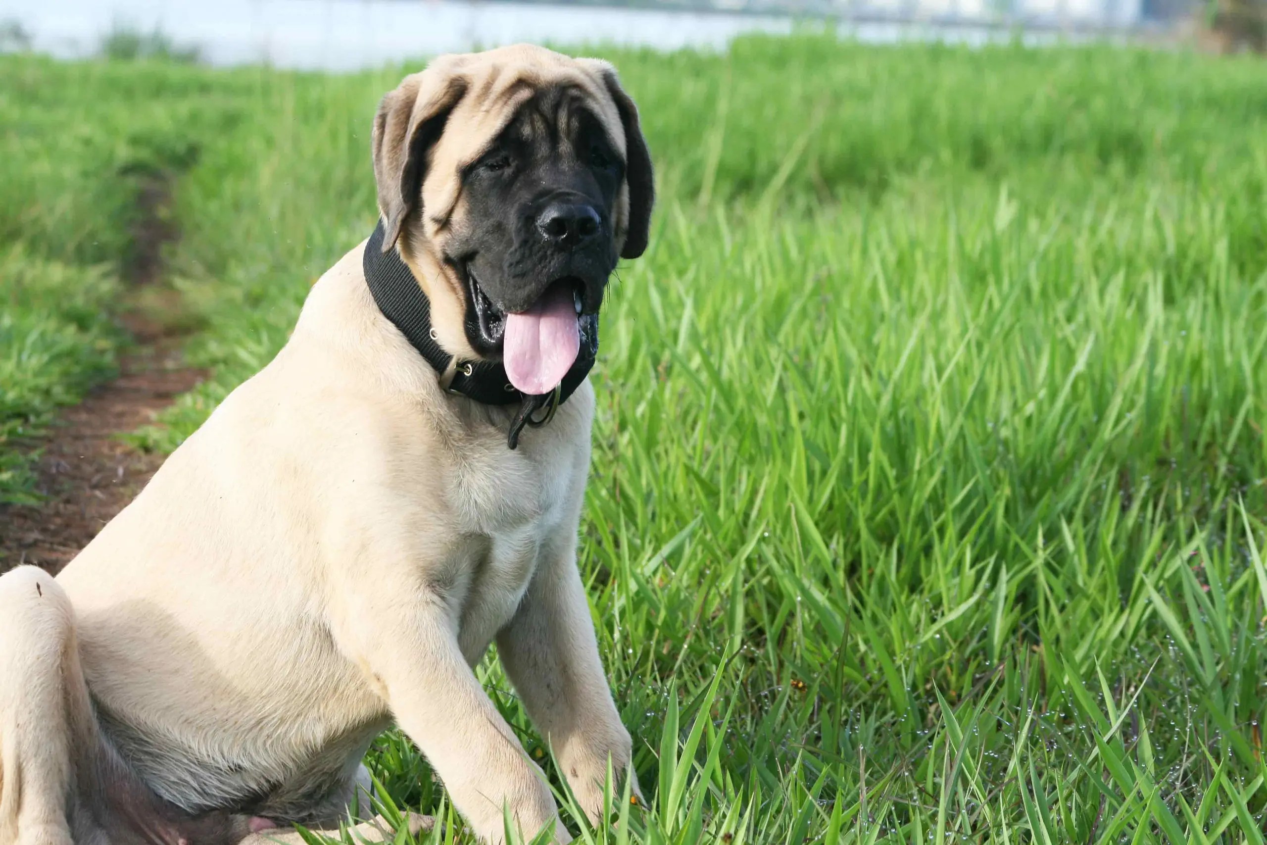 The Ultimate English Mastiff Grooming Guide Paw Planning