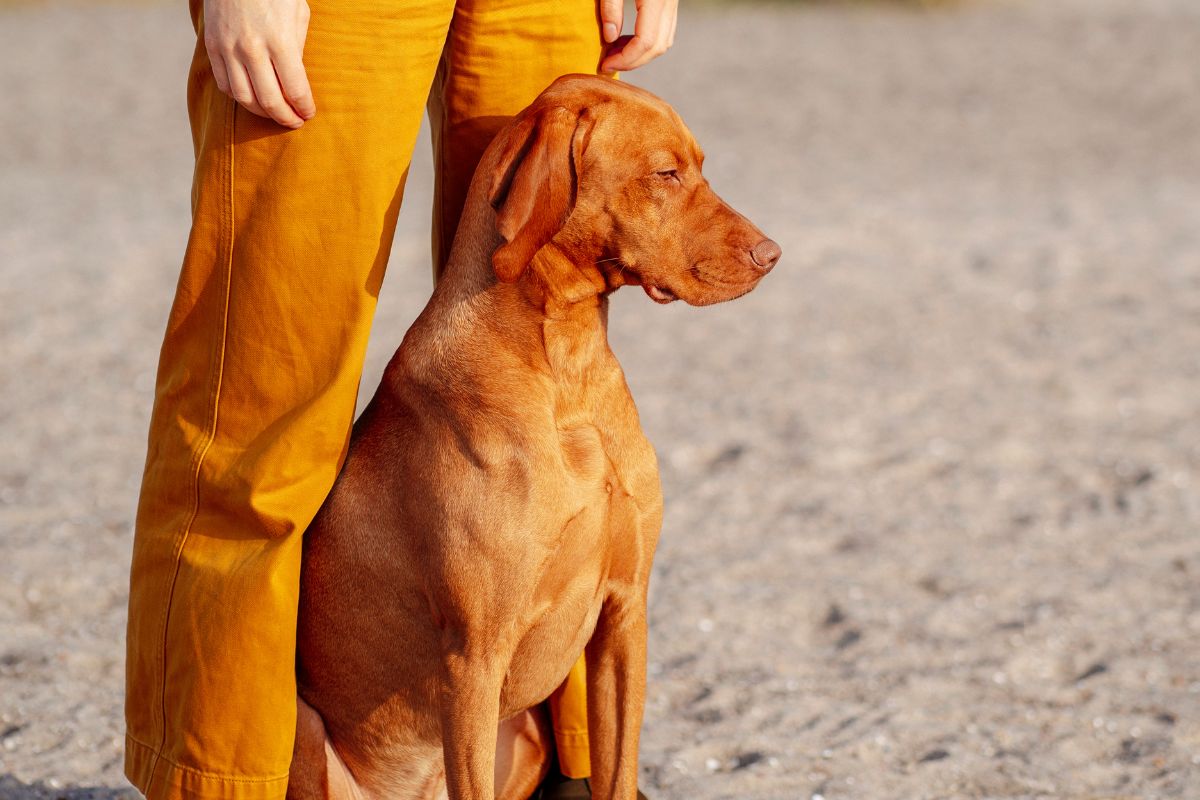 Dog Behavior Explained Why Does My Dog Reverse Into Me?