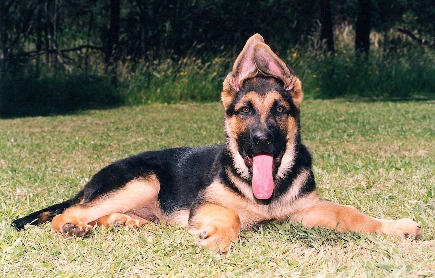 Carbohydrates in Dog Food Paw Printz