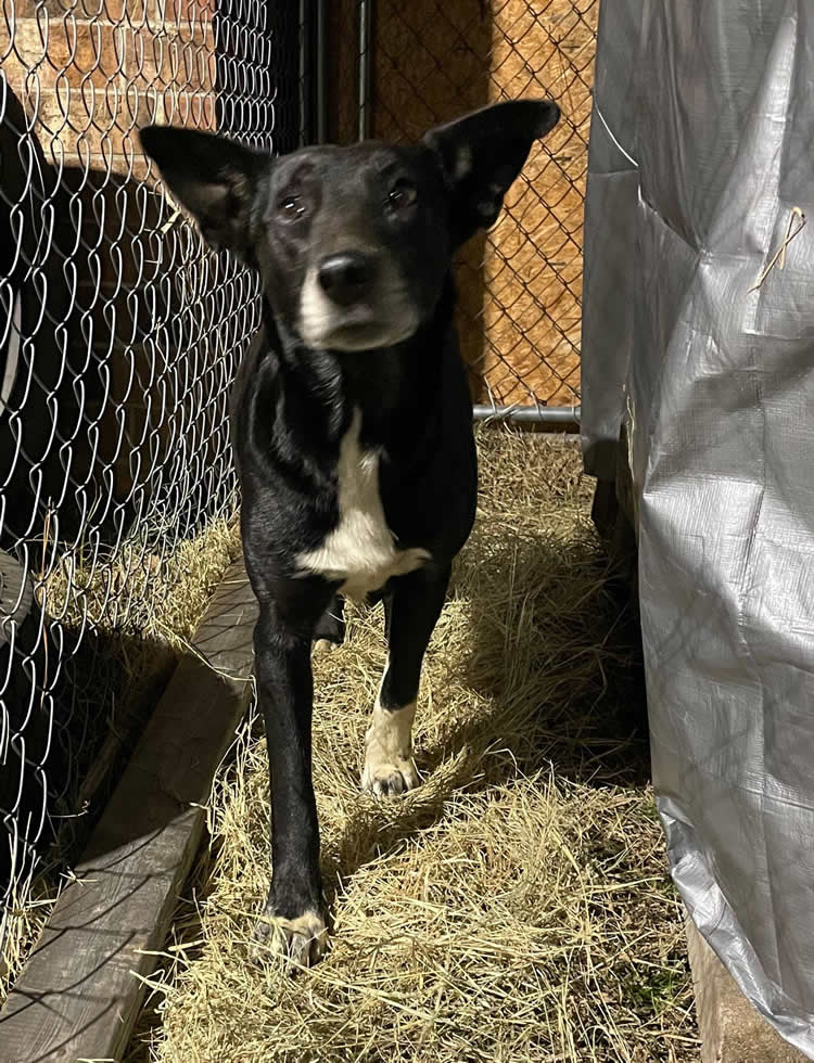 The Benson Community Dog Old Cowboy Animal Rescue