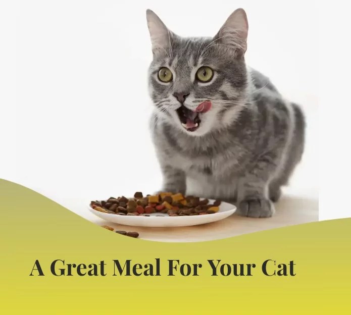 How to find best vet food for your cat online with ease