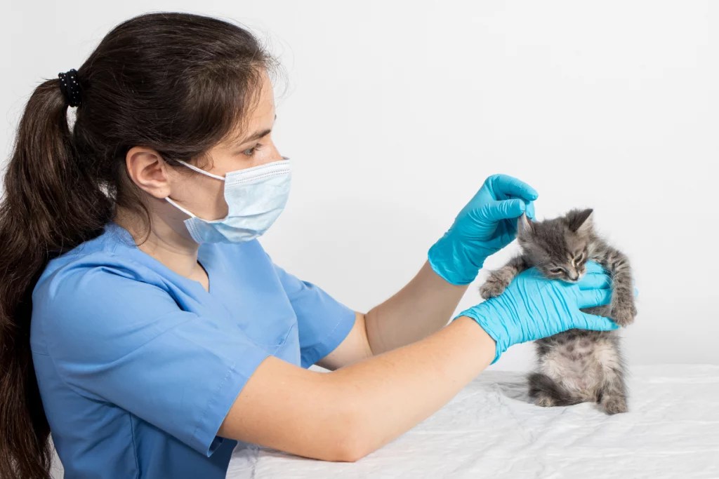 Everything you need to know about deworming your cat