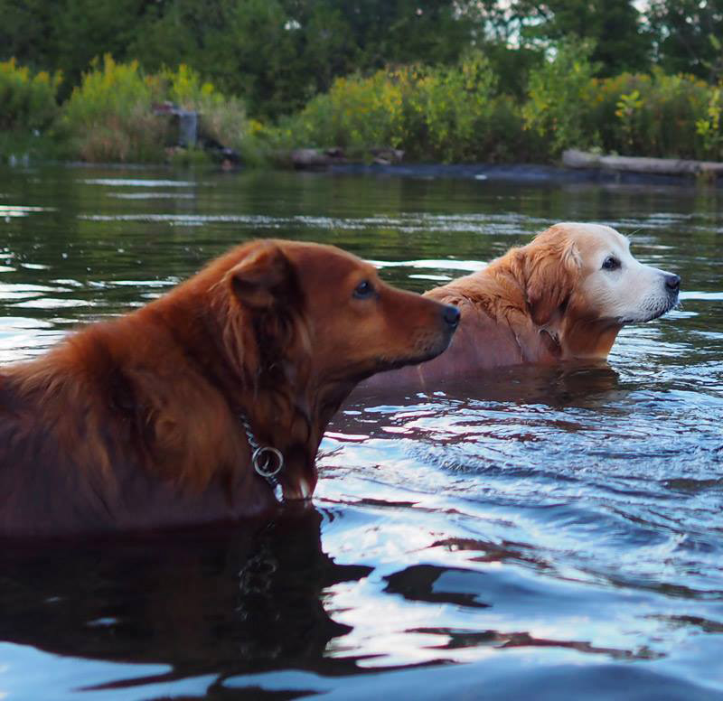 Paw Run Dog Park Michigan Dog Park