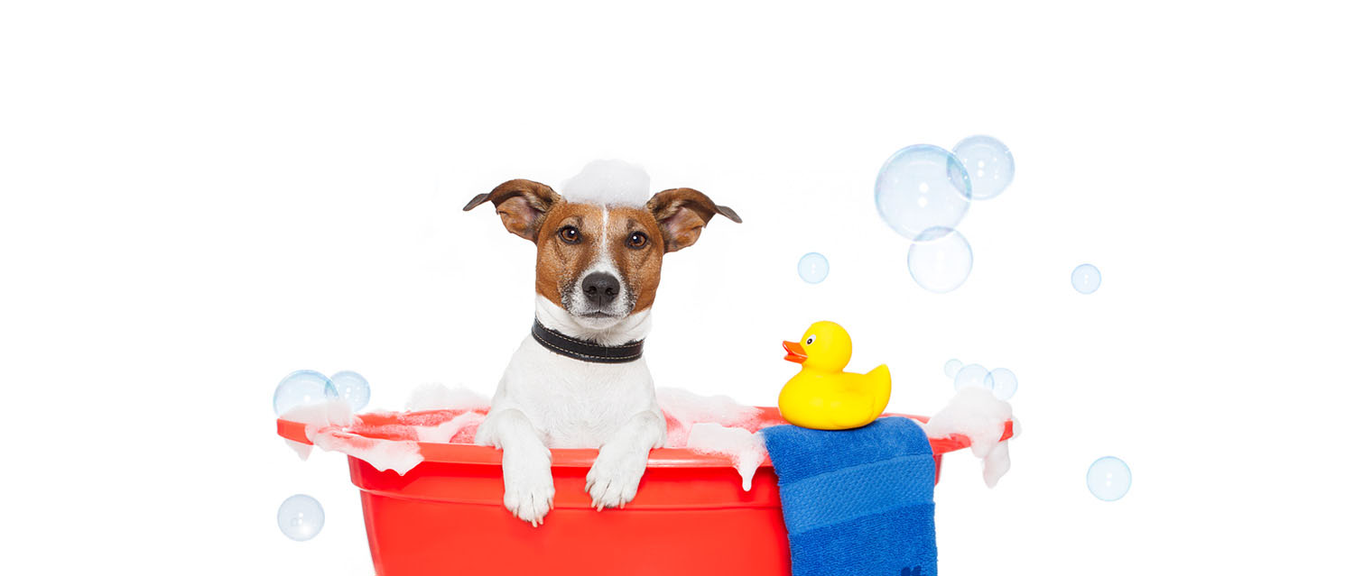 Paws Resort & Spa Pet Grooming Bartlesville Luxury Boarding Kennel