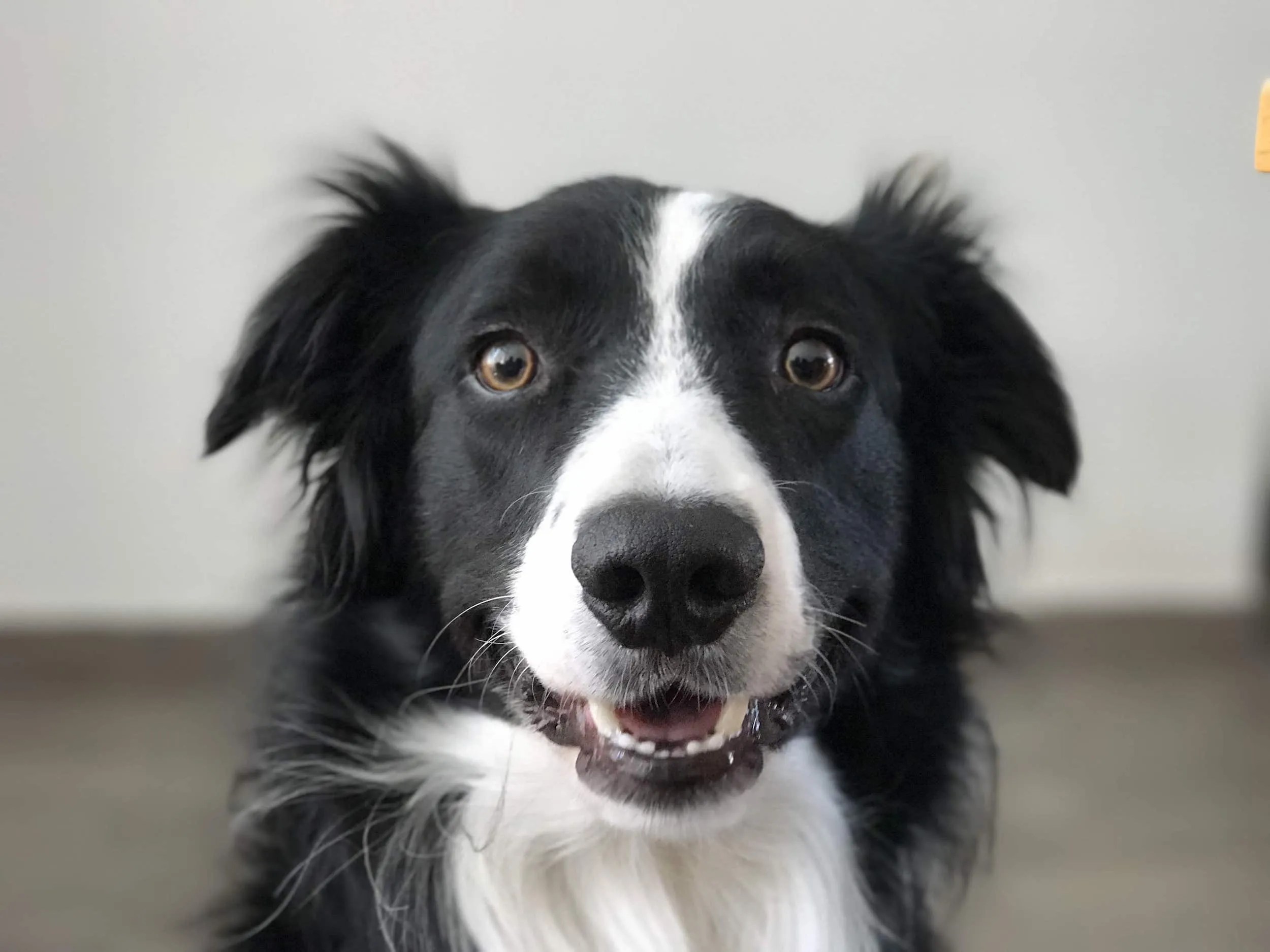Las 10 razas de perro más populares en México Paws