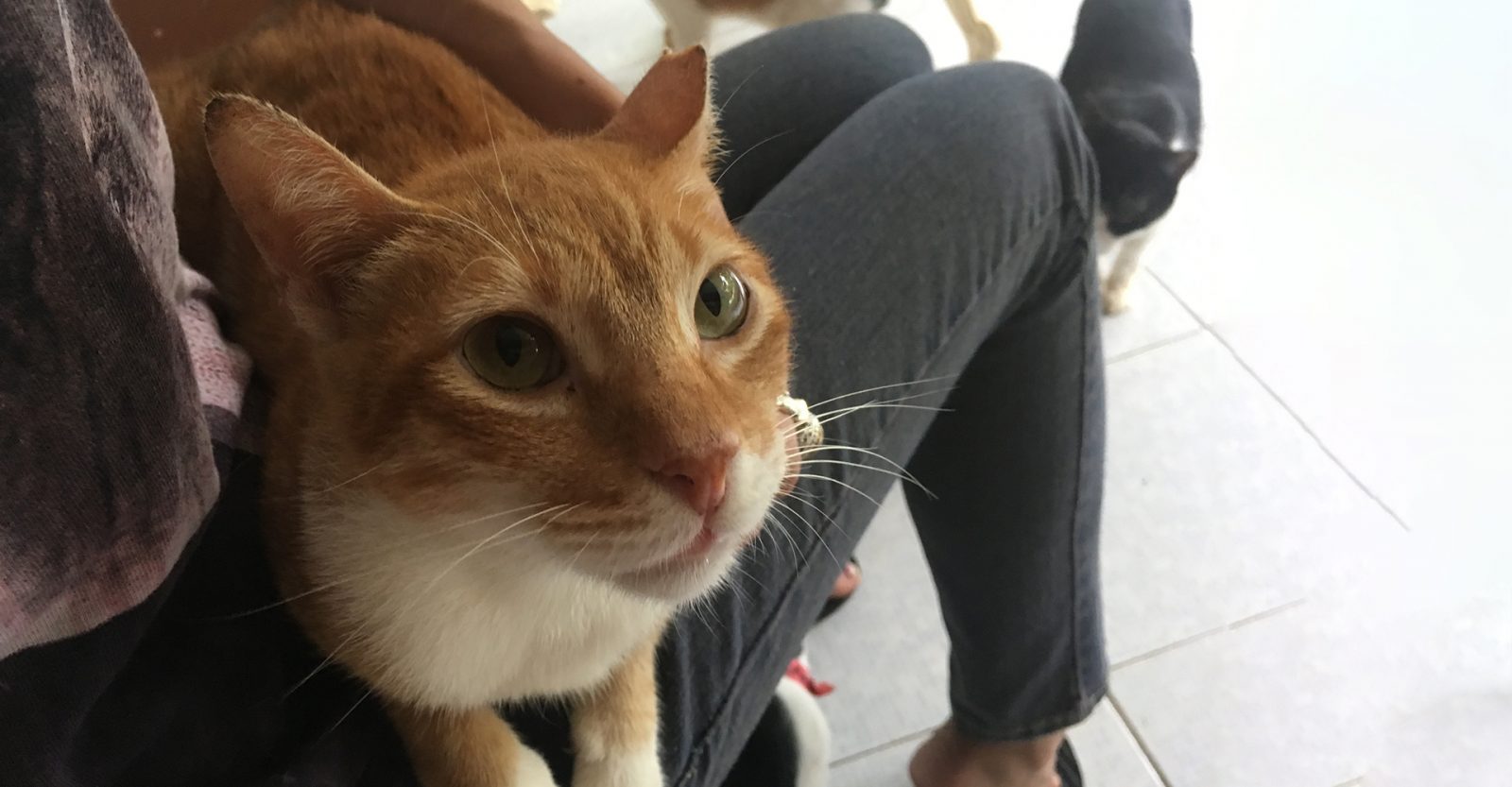 Adoption Philippine Animal Welfare Society