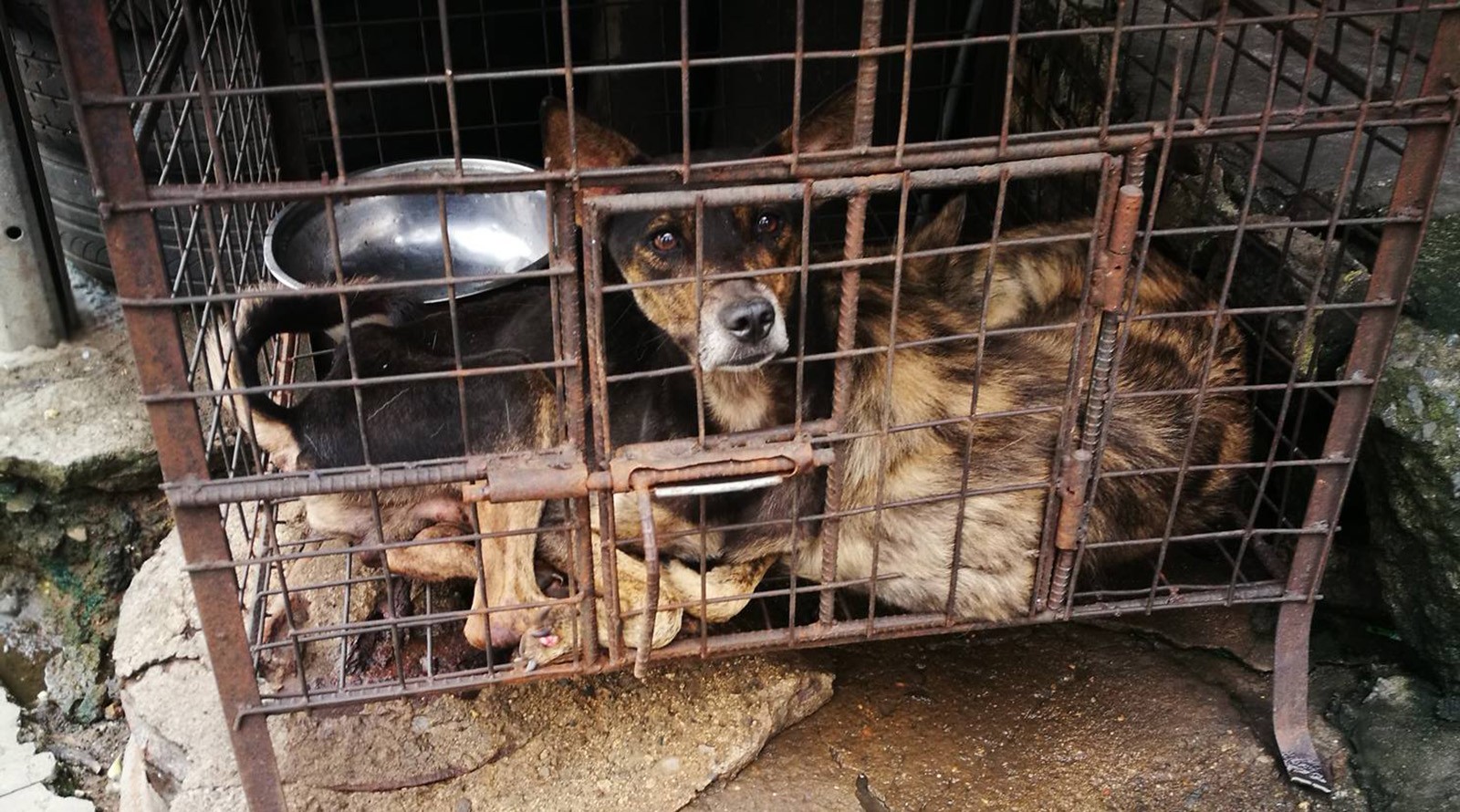 How Do You Tell If A Dog Has Been Neglected