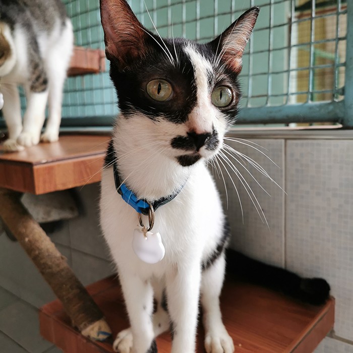 Adoptable Cats Philippine Animal Welfare Society