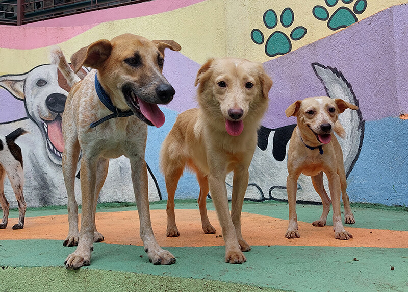 The Philippine Animal Welfare Society • PAWS