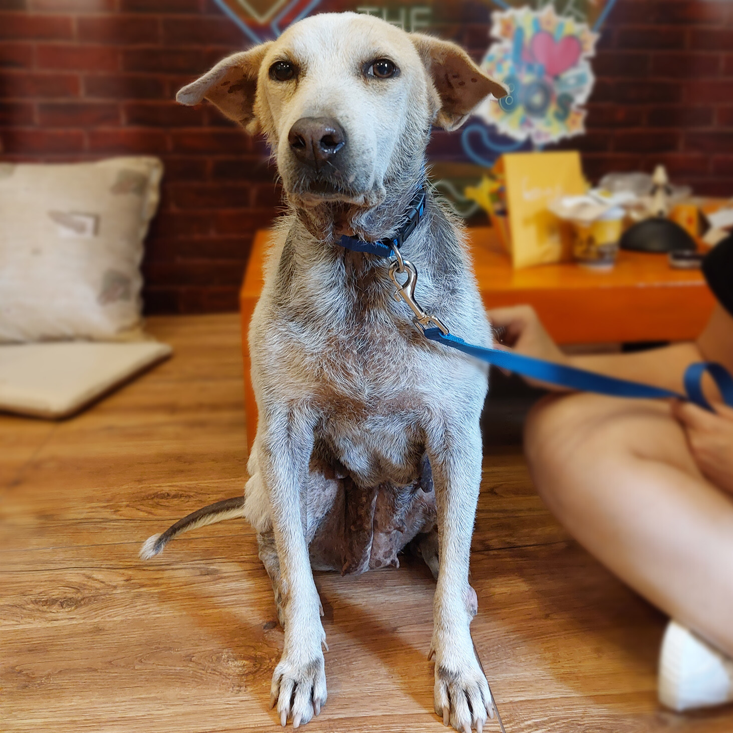 Menchie • The Philippine Animal Welfare Society