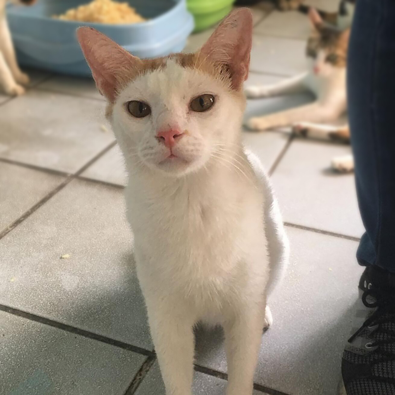 JL • The Philippine Animal Welfare Society