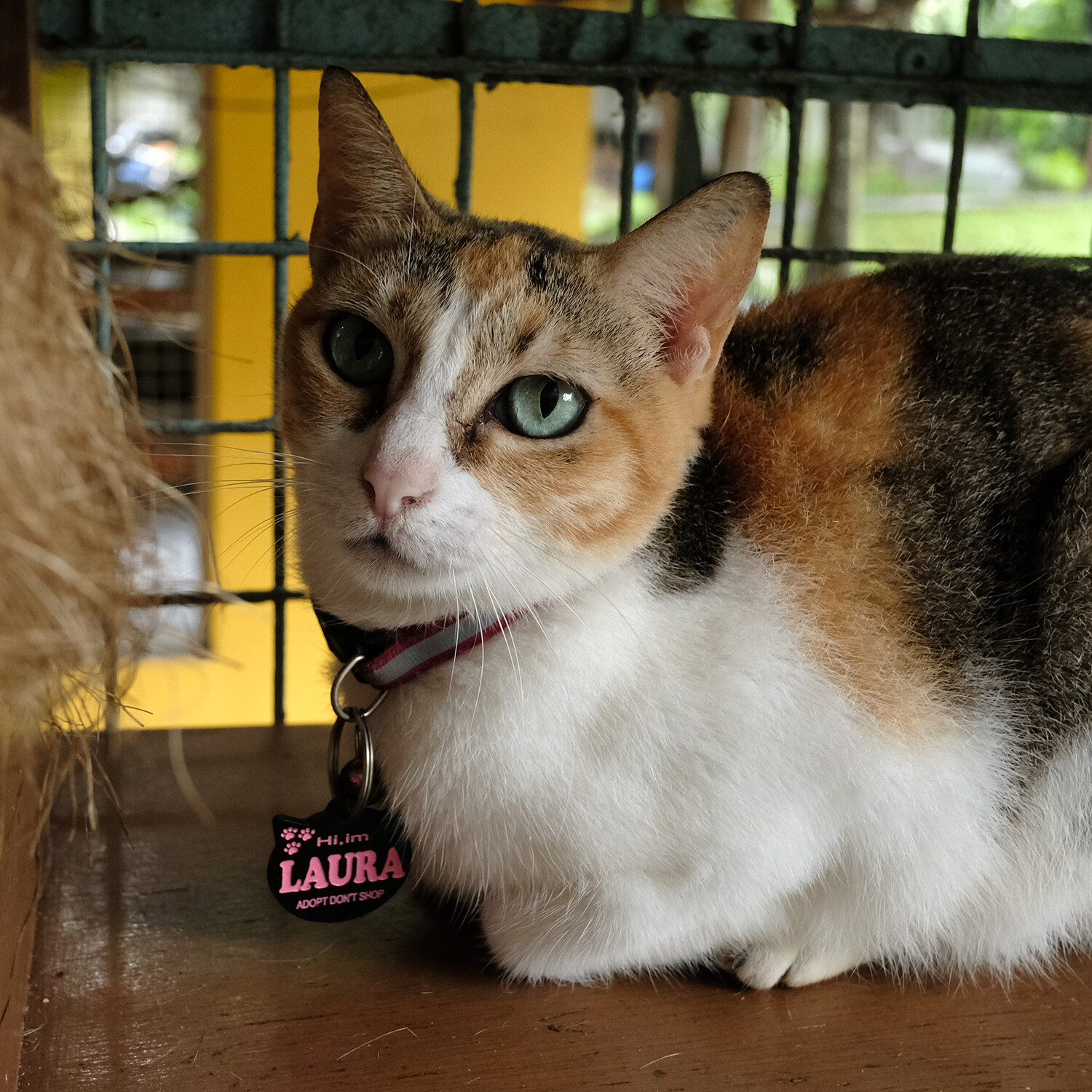 Laura • The Philippine Animal Welfare Society