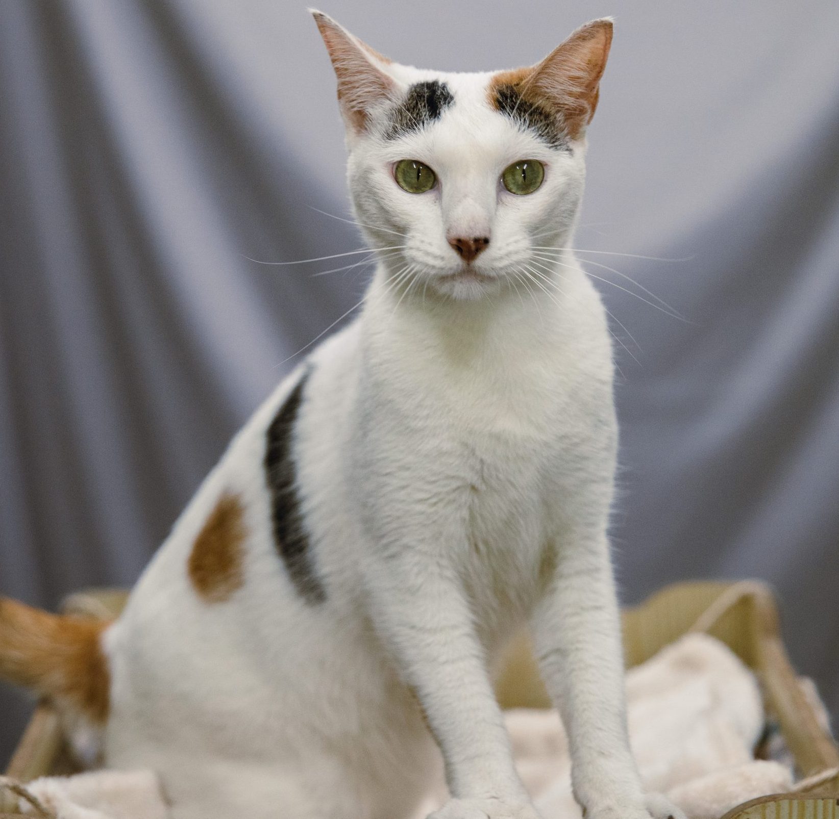 Cats • The Philippine Animal Welfare Society