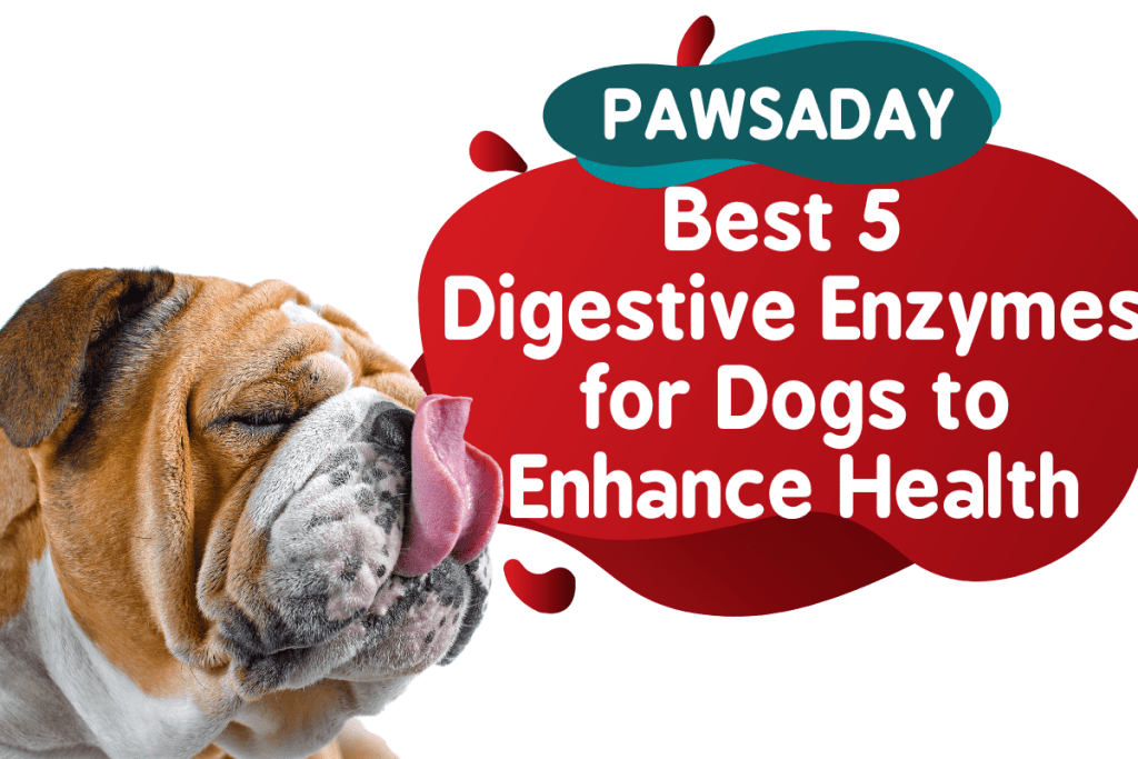 Best 5 Digestive Enzymes for Dogs to Enhance Health