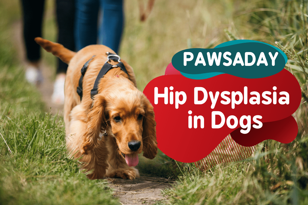 Hip Dysplasia in Dogs What You Should Know to Prevent