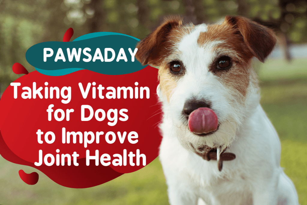 Taking Vitamin C for Dogs to Improve Joint Health