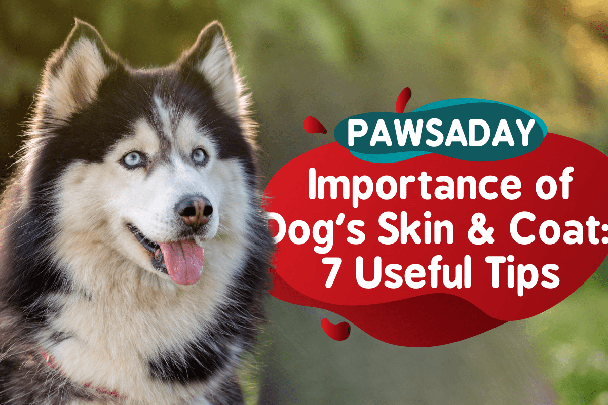 Importance of Your Dog's Skin and Coat & 7 Useful Tips