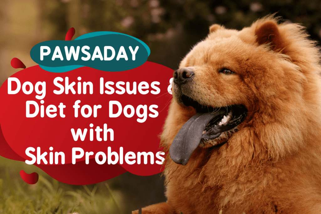 5 Dog Skin Issues & Diet for Dogs with Skin Problems