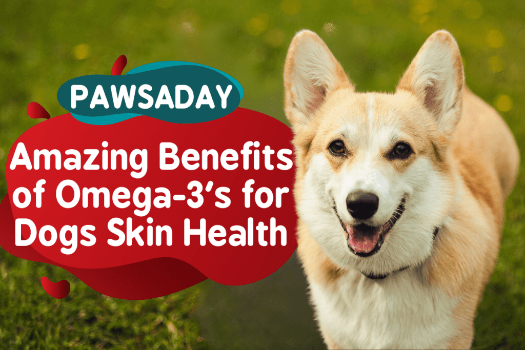 6 Amazing Benefits of Omega3’s for Dogs Skin Health