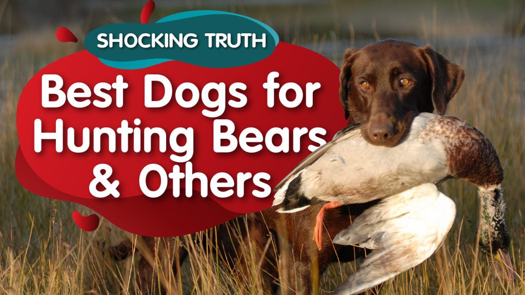 10 Best Hunting Dogs in the World