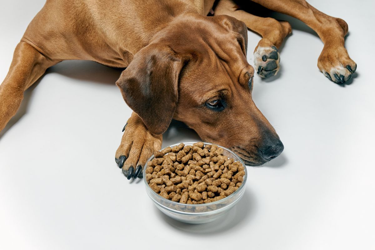 Food Allergies vs. Environmental Allergies in Dogs