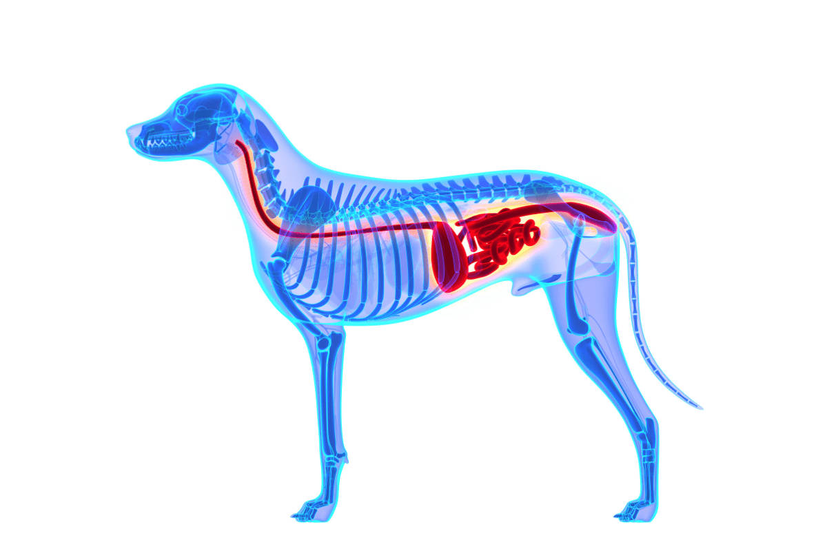 Best 5 Digestive Enzymes for Dogs to Enhance Health